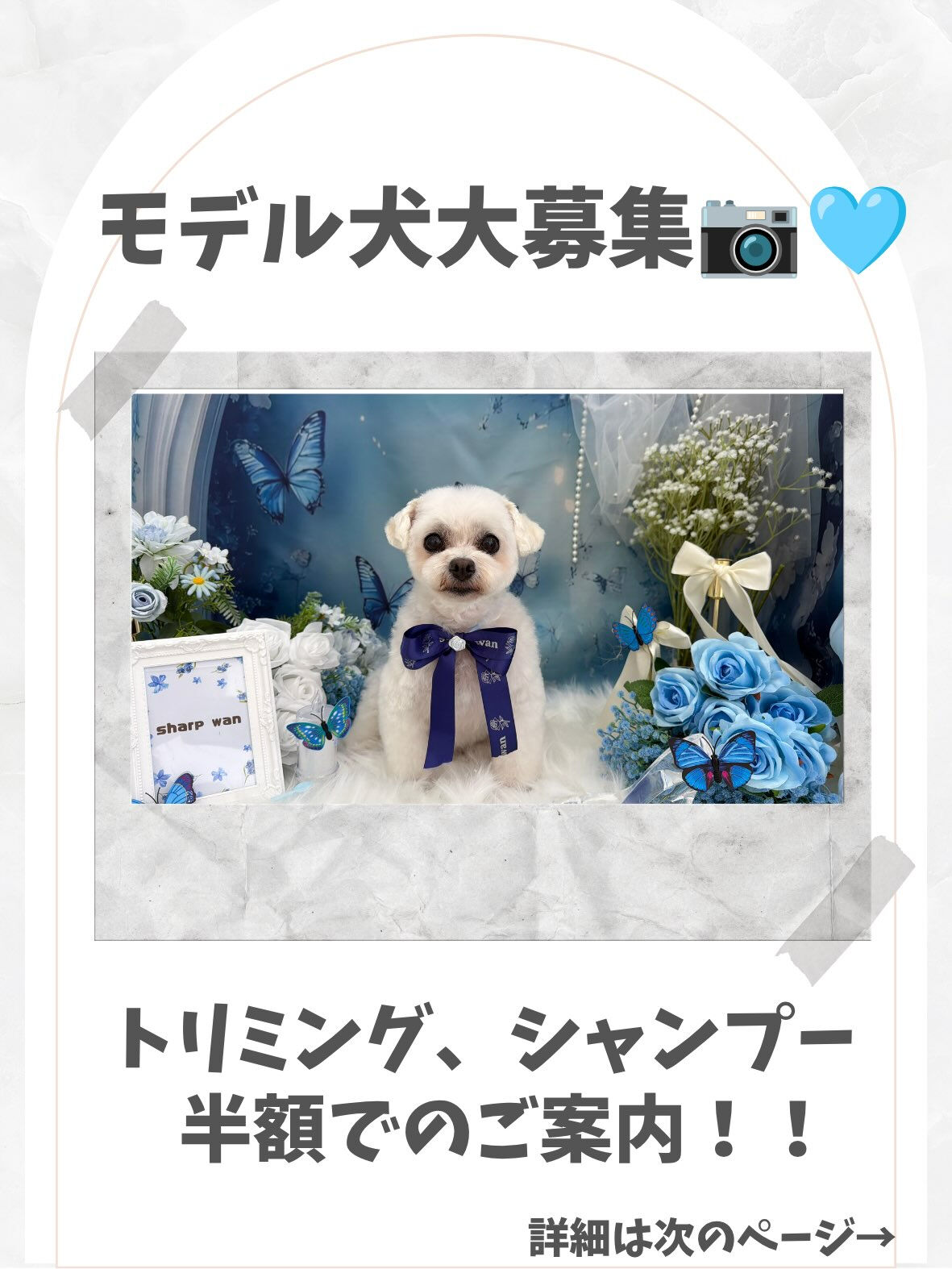 フォトブースモデル犬を募集します📷