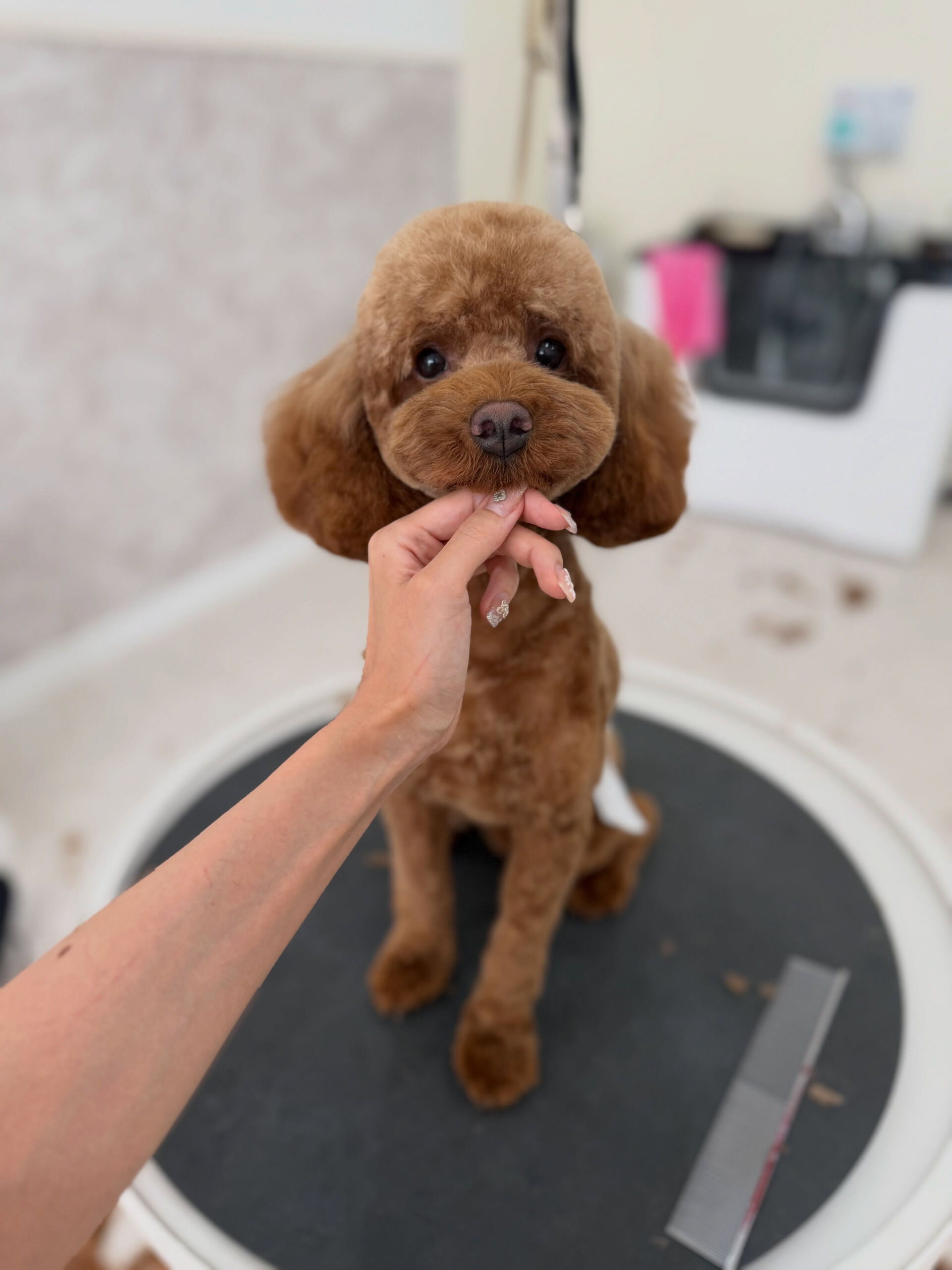 シャンプーカットでご来店✂️