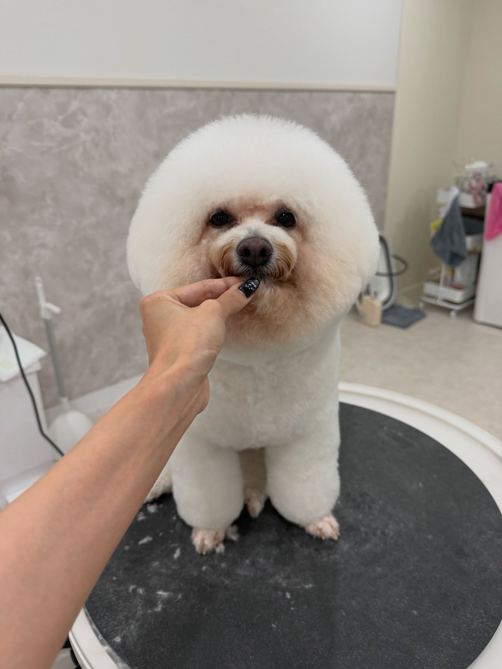シャンプーカットコース✂️🛁